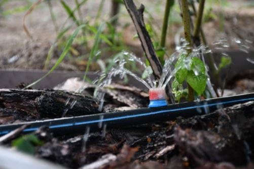 Drip irrigation system turned on