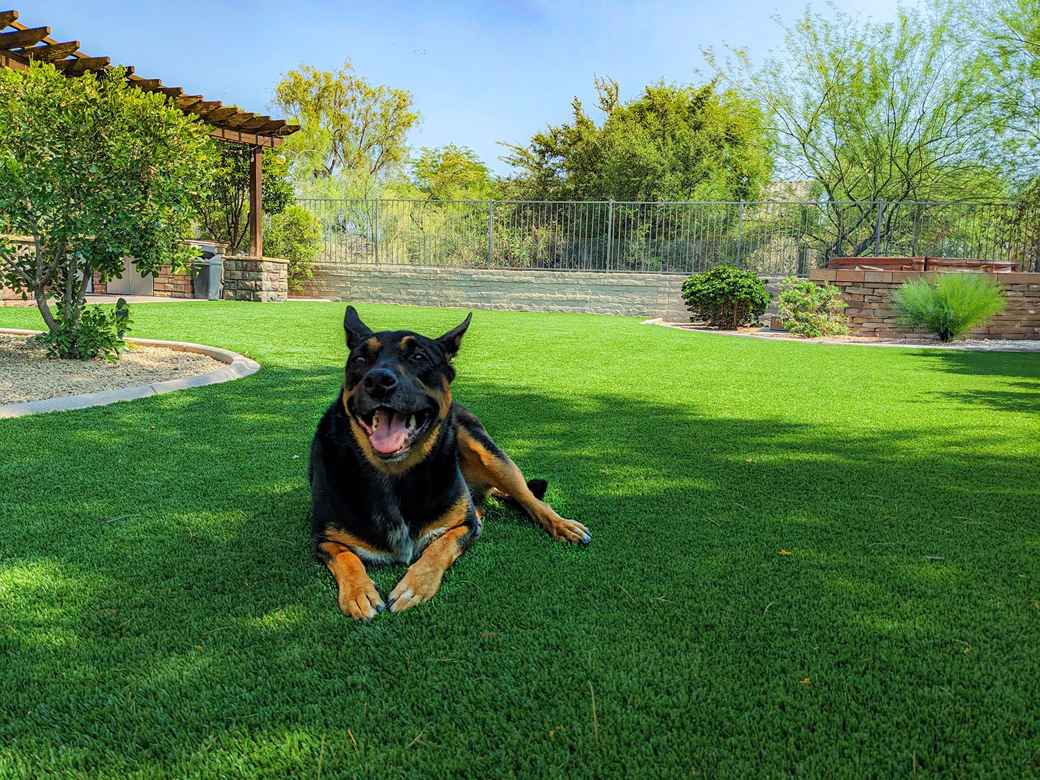 pet-friendly-artificial-turf Shadow laying on artificial turf installation in Cave Creek, AZ