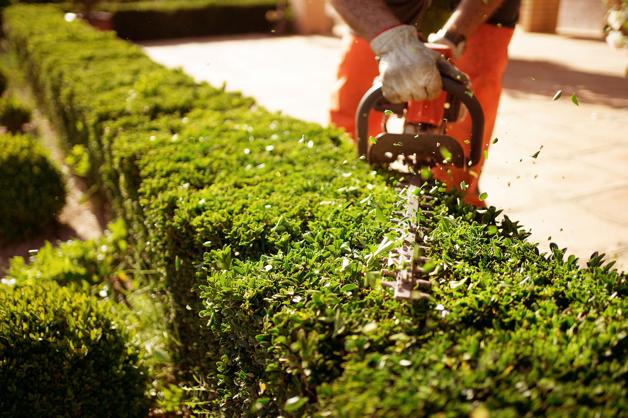 Electric hedge trimmer in action during a Scottsdale Landscape Maintenance job